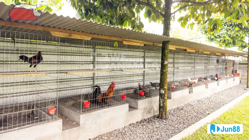 Đổ gà đá kỹ thuật quan trọng trong Đổ gà đá kỹ thuật quan trọng trong