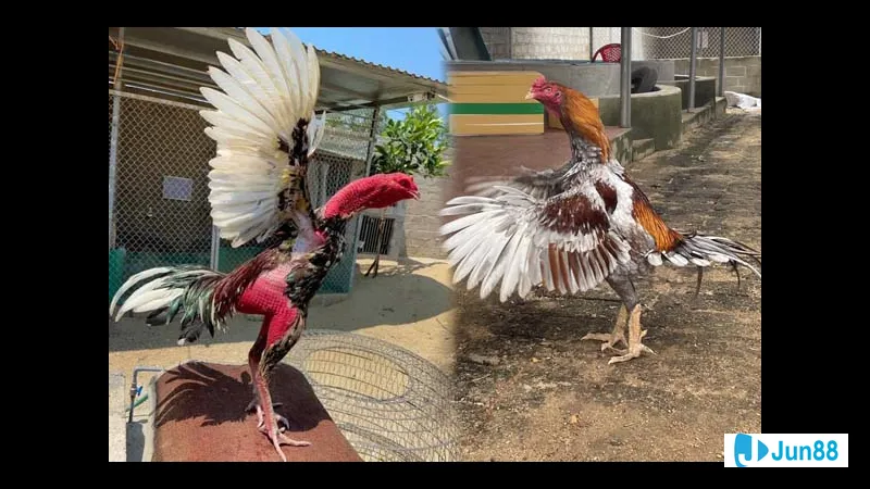 Đá dọc tự nhiên trên bãi biển