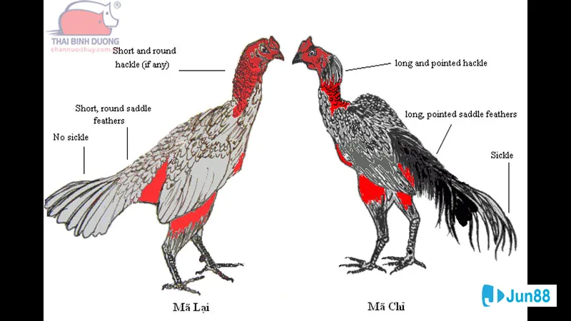 Đặc điểm lối đá gà chọi