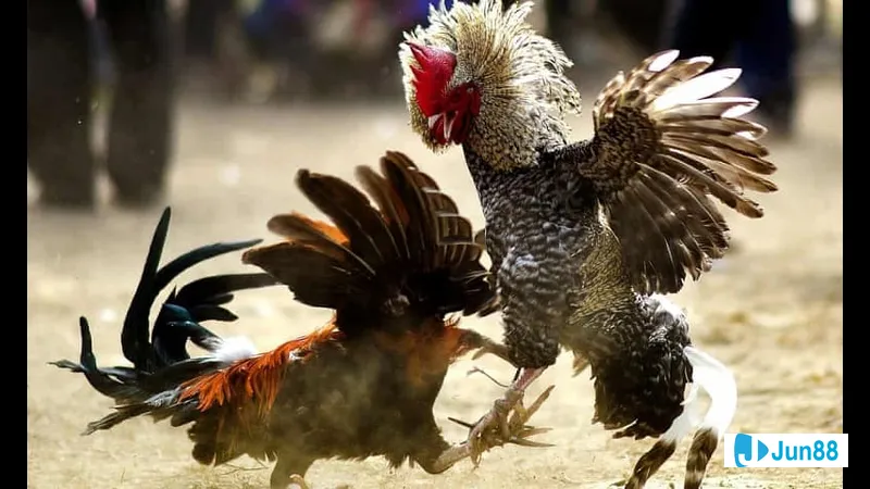 Sức bền bỉ và ổn định