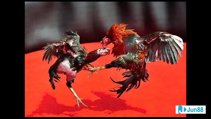 Lối đá gà chọi truyền thống