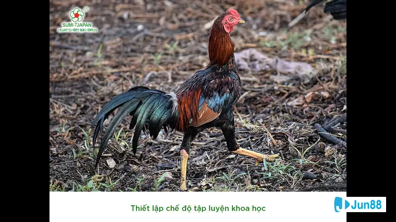 Cấu trúc đá sắt ảnh hưởng đến đường