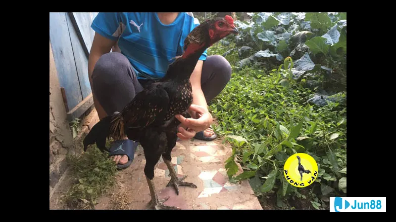 Sát thương và hiệu quả