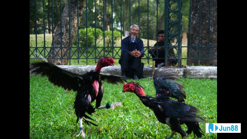 Đá mé sáng chói trong ánh nắng mặt