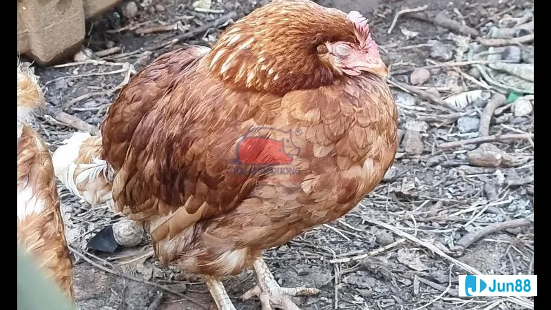 Chế độ tập luyện cho gà đá