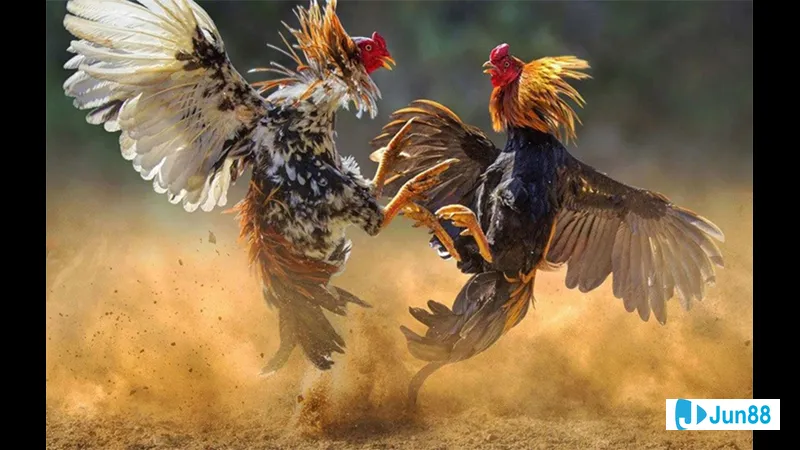 Khu vực chuẩn bị nuôi gà sạch sẽ