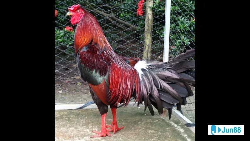 Ảnh một người đang chơi guitar cực kỳ Ảnh một người đang chơi guitar cực kỳ