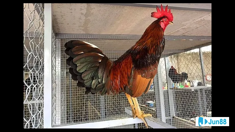 Gà Đá Mỹ Cựa Sắt - Đặc Điểm Chung Gà Đá Mỹ Cựa Sắt - Đặc Điểm Chung